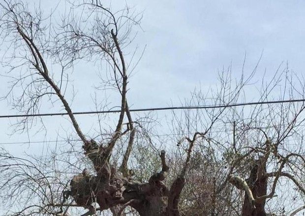 Tar respinge gli abbattimenti degli ulivi in Salento article-post