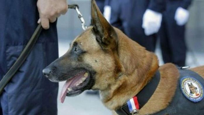 Diesel, il cane eroe article-post