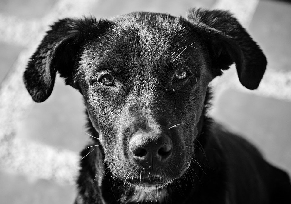 Venezuela, strage di animali article-post
