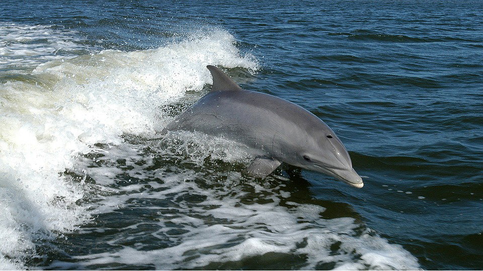 Delfini nel Golfo di Napoli, uno spettacolo unico article-post