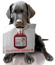 Una banca del sangue anche per cani e gatti article-post