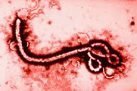 Ebola, caso sospetto a Palermo article-post