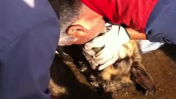 Pompieri e cani: un salvataggio dopo l’altro per mostrare il lato più umano di una divisa article-post
