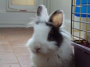 International Rabbit Day & Friends 2014: appuntamento a Roma e a Milano per festeggiare insieme ai nostri amici conigli article-post