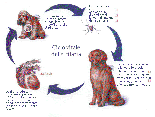 La filariosi: un pericolo in agguato tutto l’anno per il nostro cane article-post