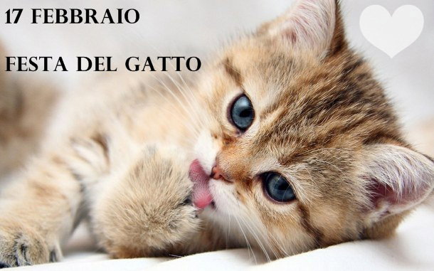 17 febbraio, giornata dei gatti article-post