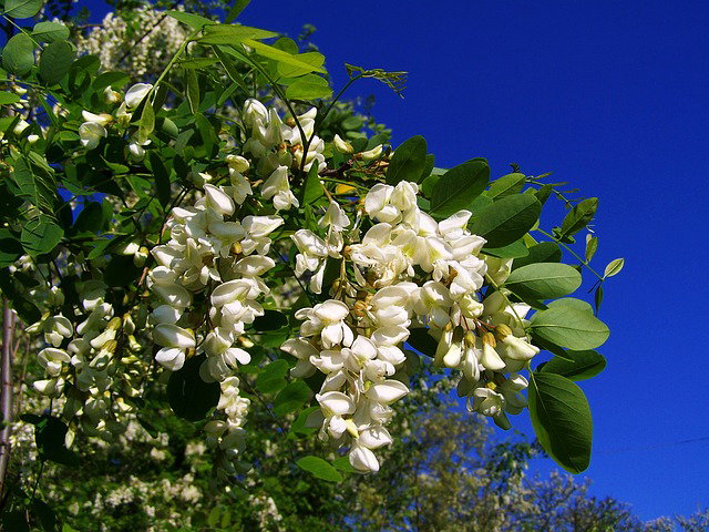 L’ Acacia: usi in medicina popolare ed in cucina article-post