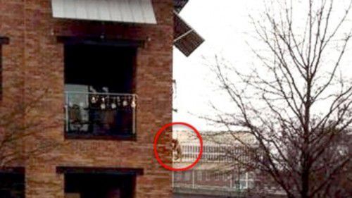 Appende il cane al balcone per fargli fare i bisogni. “Faceva troppo freddo e la giornata era piovosa” article-post