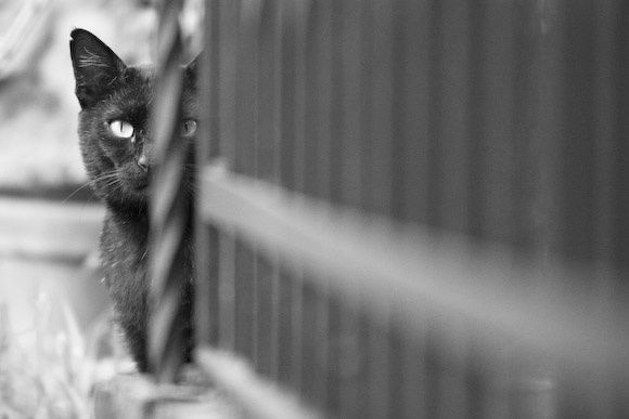 Casalgrande: domiciliari per un gatto aggressivo article-post