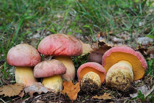 Manduria – Mangiano funghi scambiati per porcini, avvelenamento anche per bimbo di 17 mesi article-post