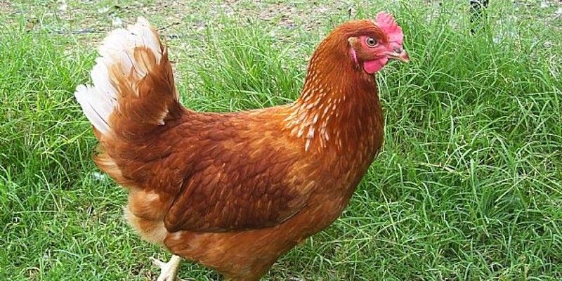 Attenzione: biologico non è sempre uguale a genuino article-post