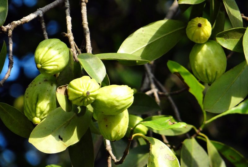 La Garcinia Cambogia fa dimagrire? Favole e verità article-post