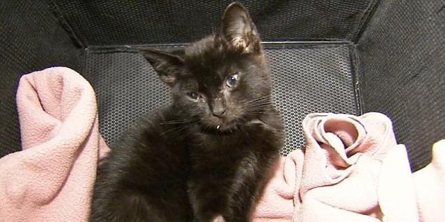 Hope, la gattina vittima della droga e della crudeltà dell’ uomo article-post