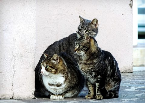 Colonia felina: i gatti anche in condominio article-post