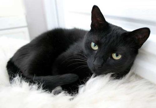 Oggi è la giornata del gatto nero article-post