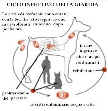 I parassiti intestinali dei cani – 2a parte article-post