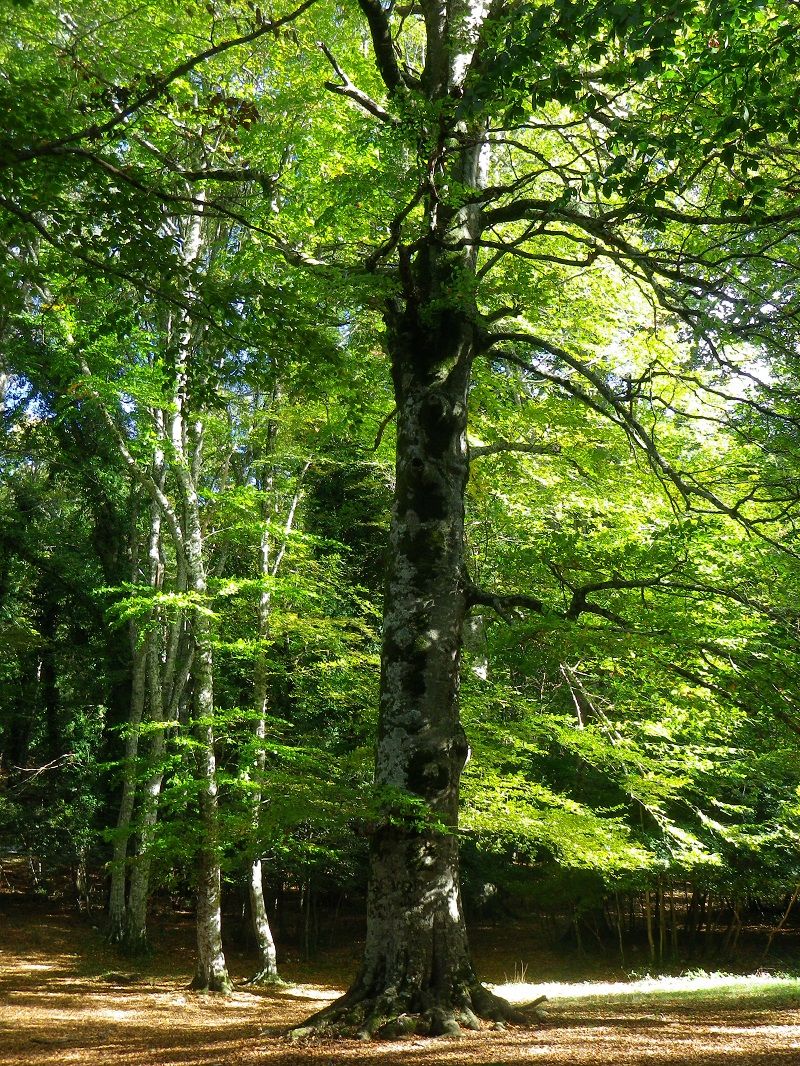 Giornata internazionale degli alberi article-post