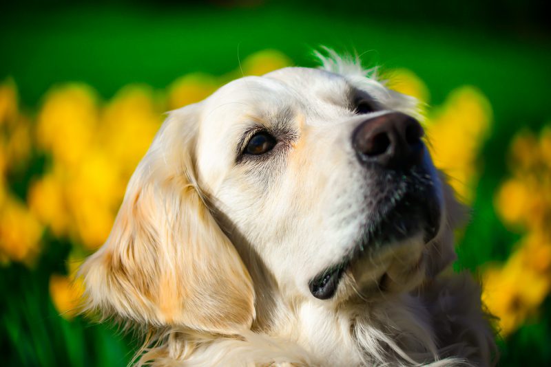 Come l’uomo “scolpì” il cervello del cane article-post