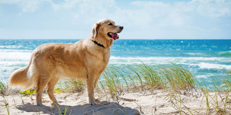 Uomo salvato dal suo cane tenuto al caldo per 20 ore article-post