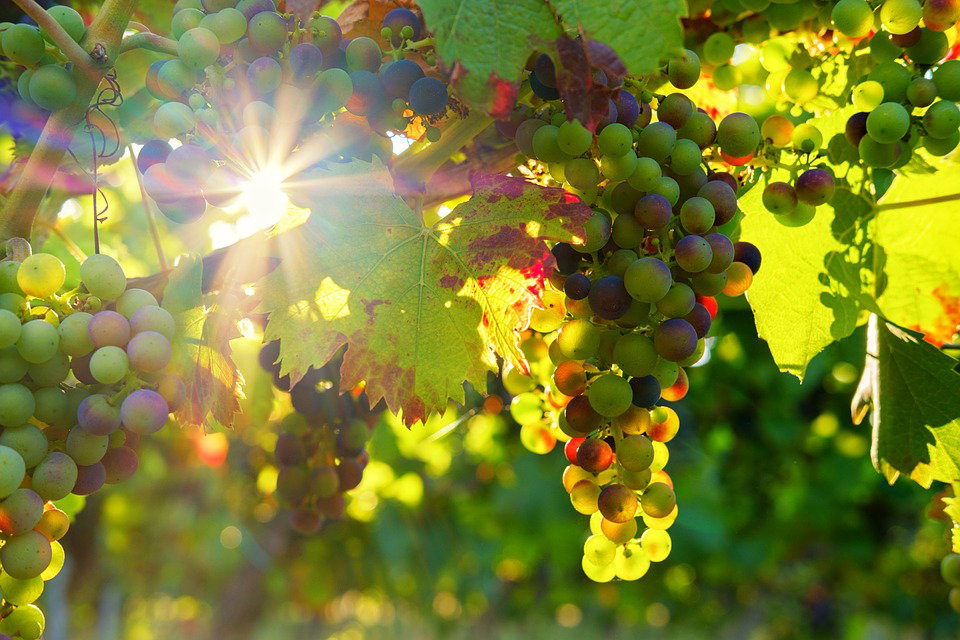 La Festa delle Donne del Vino article-post
