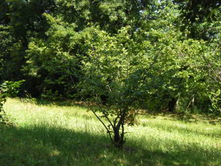 Green economy, la nuova frontiera del XXI secolo article-post