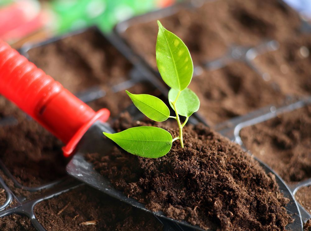 Roma è pronta per il Guerrilla Gardening article-post