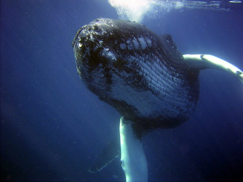 Quando gli antenati delle balene camminavano sulla terra article-post