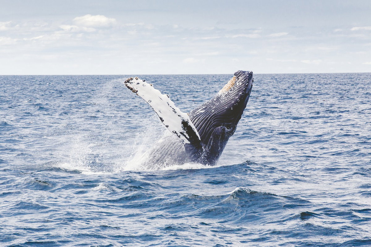 Giappone: riapre la caccia alle balene dopo 31 anni article-post