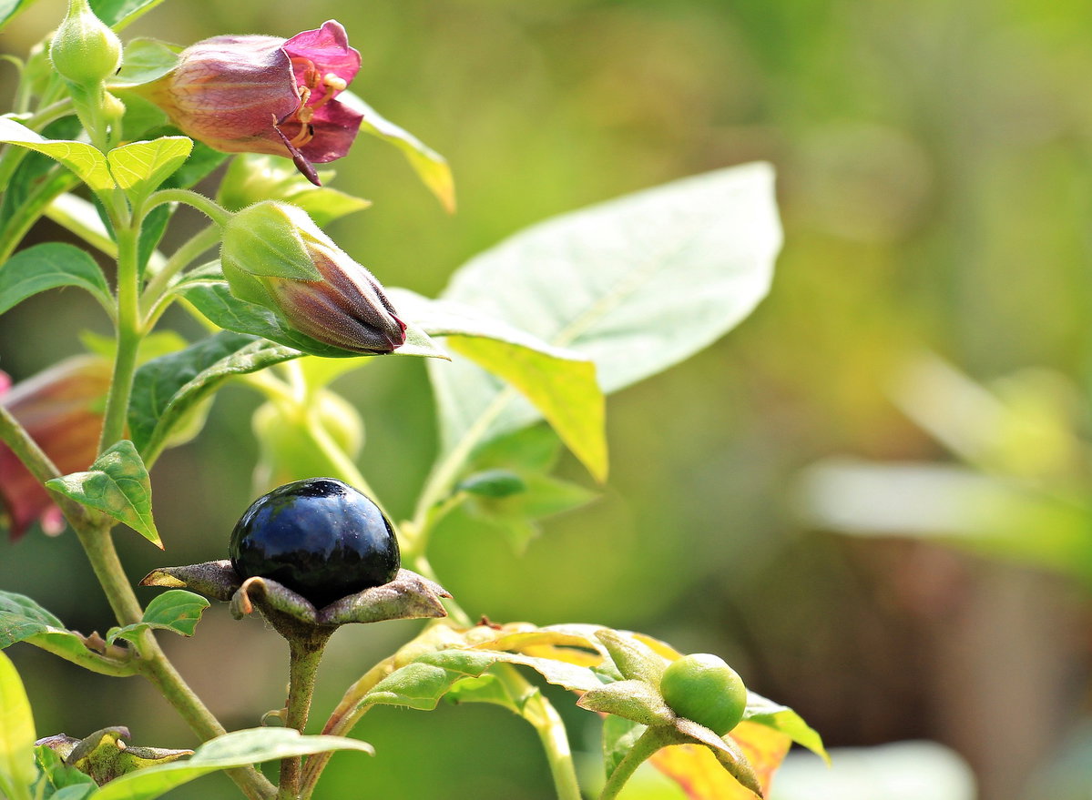 Atropa belladonna: utilizzo e tossicità article-post