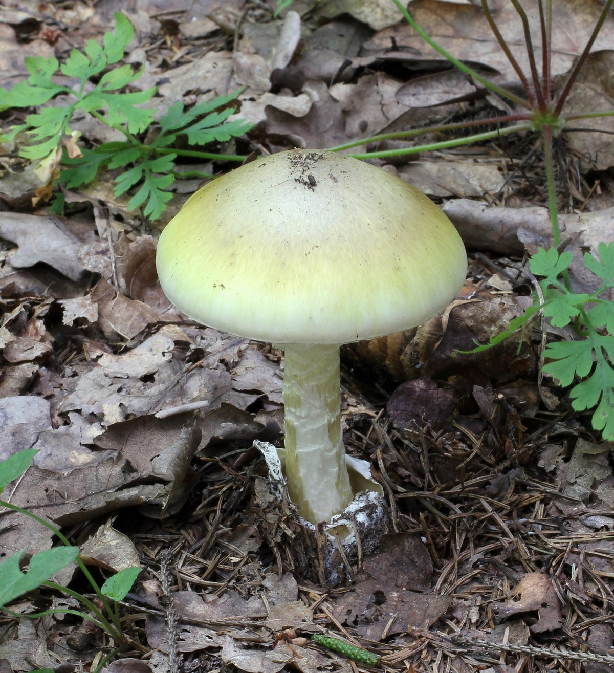 I funghi mortali ed i loro principi tossici article-post