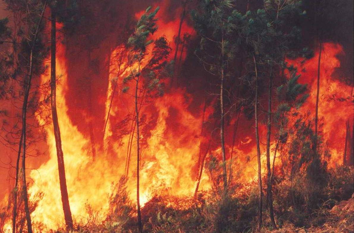 Taranto – Incendio nella Gravina (Foto e Video) article-post