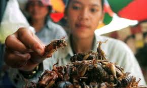Insetti: alimento del futuro? article-post