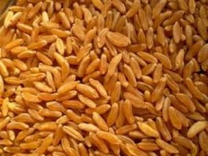 Il grano khorasan a marchio KAMUT® article-post