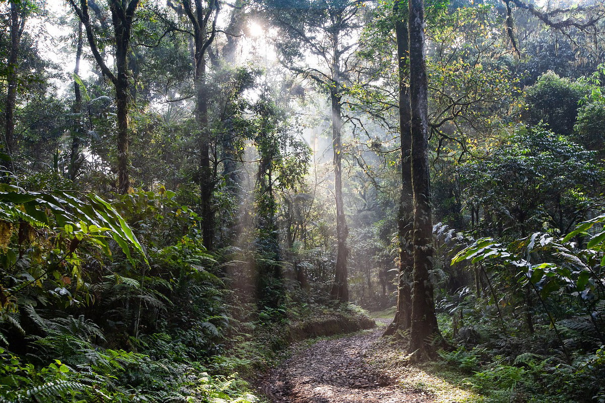 Amazzonia in fiamme: il polmone del pianeta terra a rischio article-post
