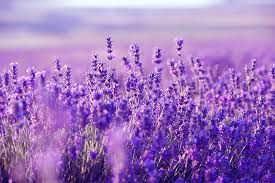 Proprietà e benefici della Lavanda article-post