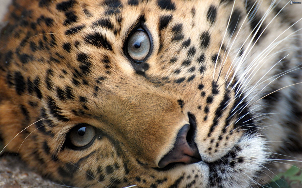 India: donna uccide leopardo dopo una furiosa lotta article-post