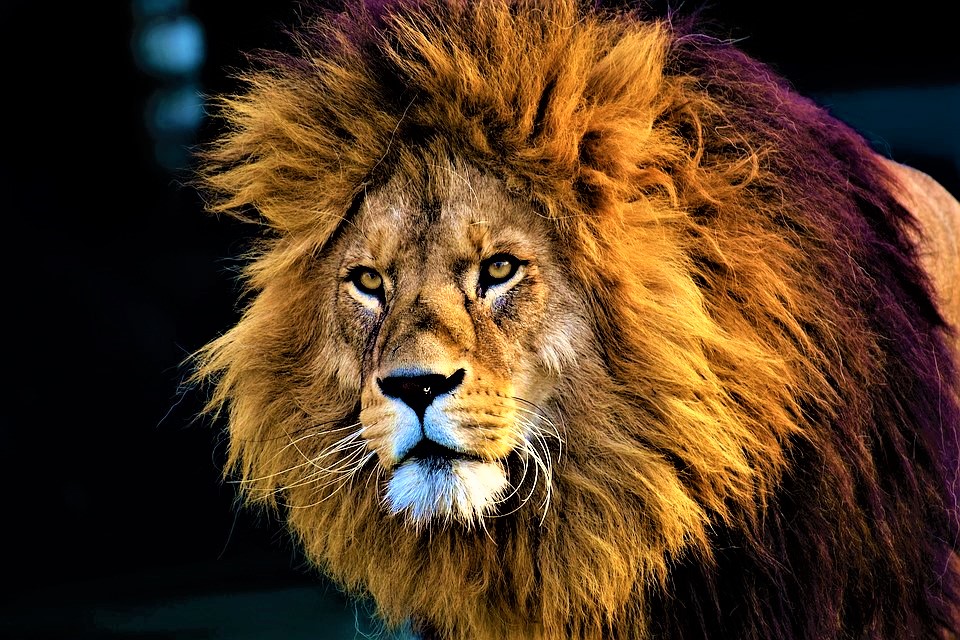 Il Re Leone, oggi l’uscita negli USA article-post