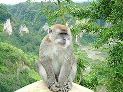 Caserta: ritrovato un macaco abbandonato in strada all’interno di una gabbia article-post