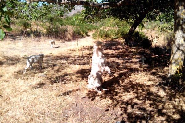 Messina: impicca un pastore maremmano perché aveva ucciso una delle sue capre article-post