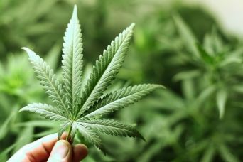 Tutti pazzi per la Marijuana: danni e benefici della Cannabis article-post