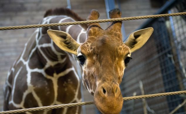 C’è davvero del marcio in Danimarca? La verità sulla giraffa Marius article-post