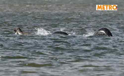 Fotografato il mostro di Loch Ness, ecco la foto originale article-post