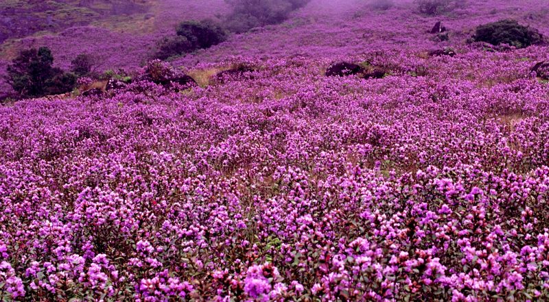 Il fiore Neelakurinji dell’India che fiorisce ogni 12 anni article-post