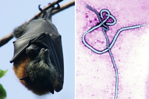 Měnglà: nuovo virus simile all’ebola trovato nei pipistrelli in Cina article-post