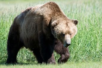 Una nuova Daniza? L’orsa Kj2 sotto accusa article-post