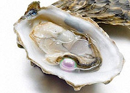 La fortuna bacia anche a cena: apre un’ostrica e trova 5 perle article-post