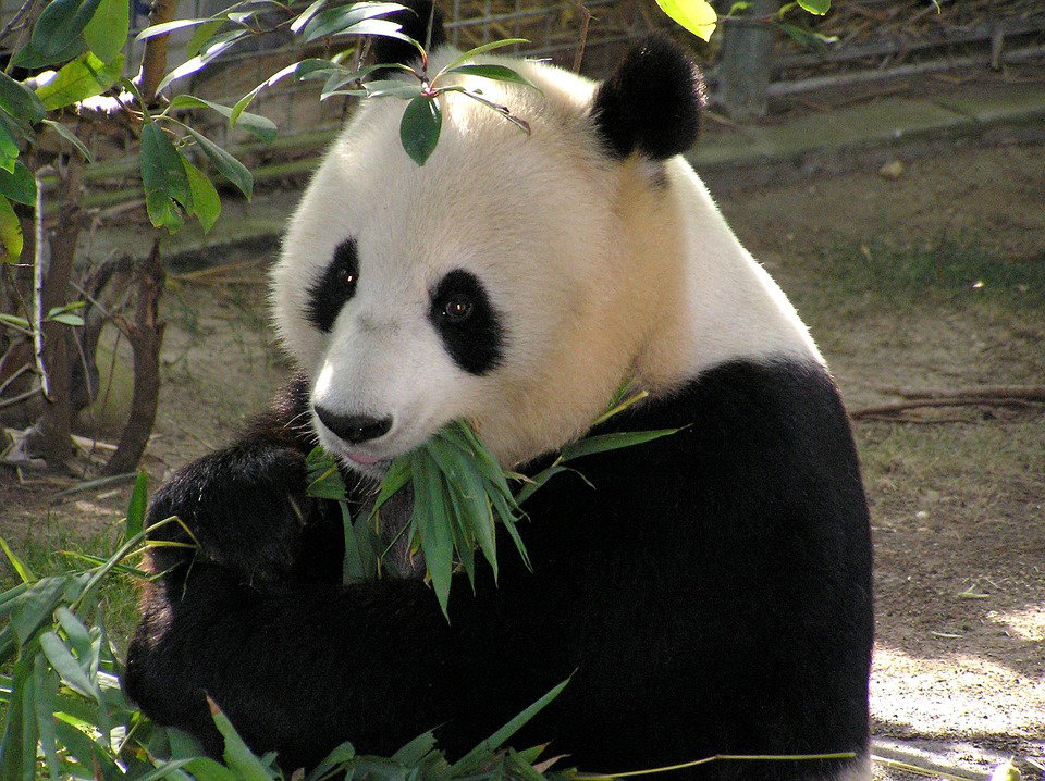 Nata in Malesia la cucciola di panda Yi Yi article-post