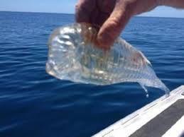 Incredibile ritrovamento: Il pesce trasparente article-post