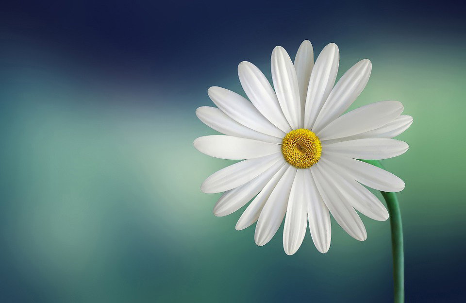 Petaloso, cosa significa e chi l’ha inventata article-post