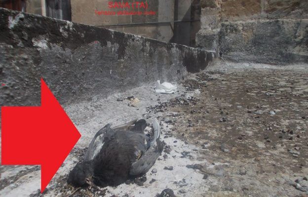 Sava – Degrado e problemi igienico-sanitari (Foto) article-post